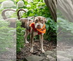 Small #5 Mutt
