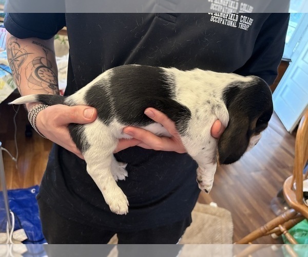 Medium Photo #10 Basset Hound Puppy For Sale in VERNON ROCKVILLE, CT, USA