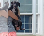 Small #8 Labrador Retriever Mix