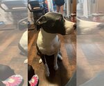Small #3 American Pit Bull Terrier-Great Dane Mix