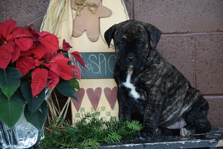 Presa Canario Puppy for sale in FREDERICKSBURG, OH, USA
