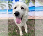 Small #5 Great Pyrenees