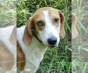 Treeing Walker Coonhound-Unknown Mix Dogs for adoption in Forest, VA, USA