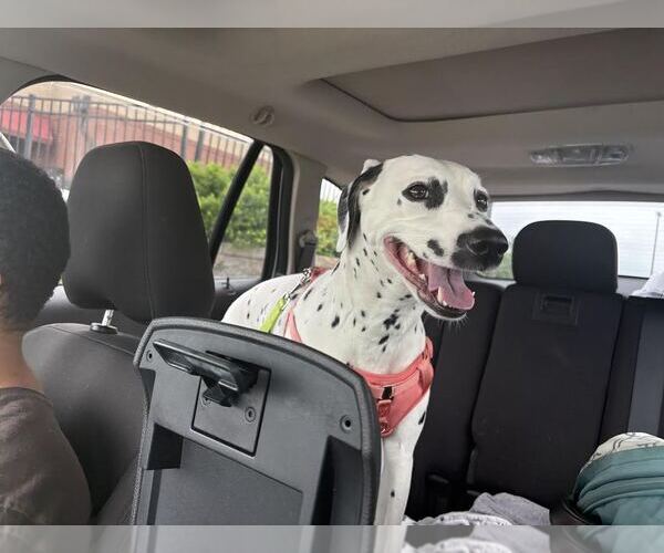 Medium Photo #3 Dalmatian Puppy For Sale in Tenafly, NJ, USA