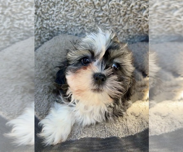 Medium Photo #7 Zuchon Puppy For Sale in RENO, NV, USA