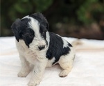 Puppy Dawson Miniature Bernedoodle