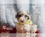 Small Photo #7 Australian Shepherd-Poodle (Toy) Mix Puppy For Sale in SANGER, TX, USA