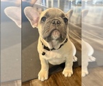 Small Photo #61 French Bulldog Puppy For Sale in ORANGE, TX, USA