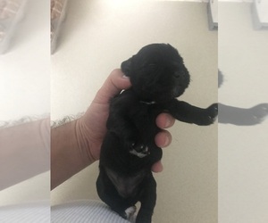 Schnauzer (Miniature) Puppy for sale in PFLUGERVILLE, TX, USA