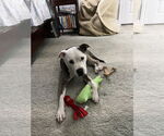 Small #7 Bullboxer Pit