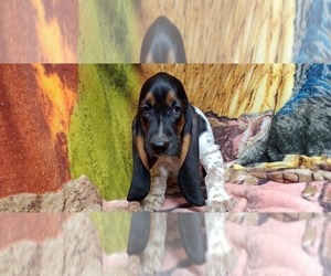 Basset Hound Puppy for sale in SALEM, WV, USA