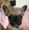 Small Photo #3 French Bulldog Puppy For Sale in EASTVALE, CA, USA