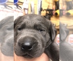 Small Photo #4 Labrador Retriever Puppy For Sale in DEVINE, TX, USA