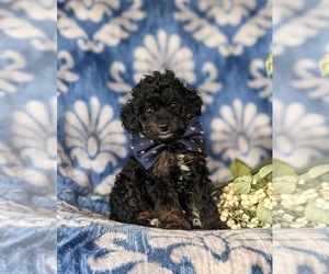 Cock-A-Poo Puppy for sale in NOTTINGHAM, PA, USA