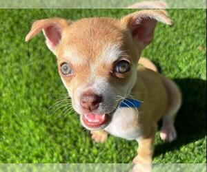 Chihuahua Dogs for adoption in Redwood City, CA, USA