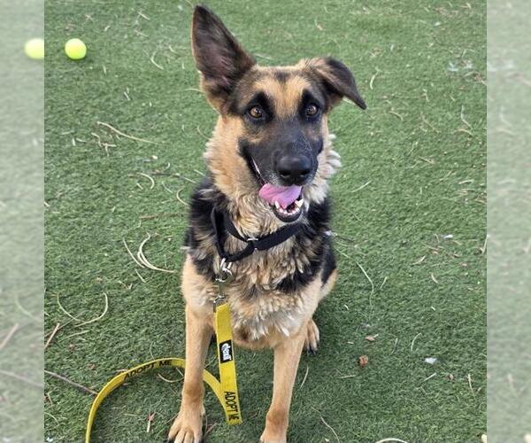 Medium Photo #1 German Shepherd Dog-Unknown Mix Puppy For Sale in Las Vegas, NV, USA