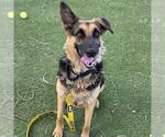 Small German Shepherd Dog Mix