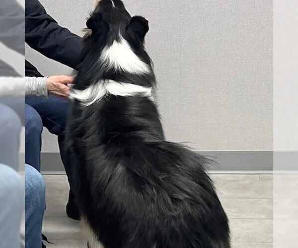 Medium Photo #3 Collie Puppy For Sale in Dublin, OH, USA