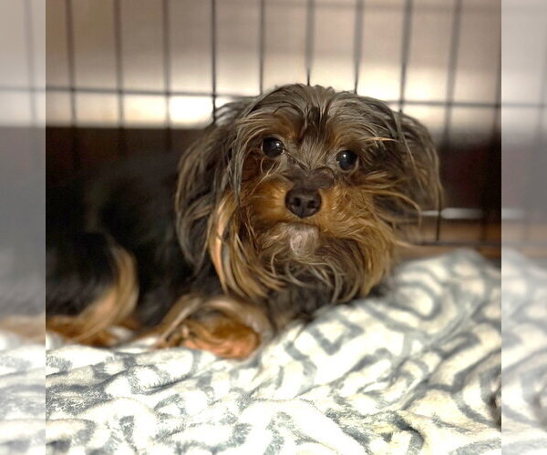 Medium Photo #7 Mutt Puppy For Sale in St. Louis Park, MN, USA