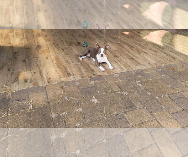 Medium Photo #5 Boston Terrier Puppy For Sale in Little Elm, TX, USA