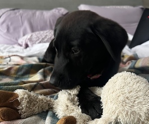 Labrador Retriever Puppy for sale in CORONA, CA, USA
