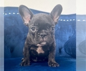 French Bulldog Puppy for sale in DALLAS, TX, USA