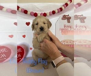 Golden Retriever Puppy for sale in CARROLLTON, VA, USA
