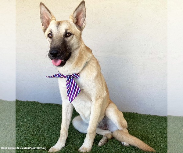 Medium Photo #7 German Shepherd Dog-Unknown Mix Puppy For Sale in San Diego, CA, USA
