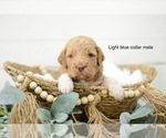 Small Photo #6 Goldendoodle Puppy For Sale in BOGALUSA, LA, USA
