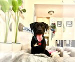 Small #2 Labrador Retriever Mix
