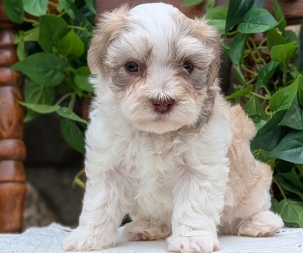 Medium Photo #45 Havanese Puppy For Sale in GOSHEN, IN, USA