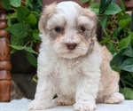 Small Photo #45 Havanese Puppy For Sale in GOSHEN, IN, USA