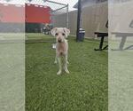 Small Poodle (Miniature)