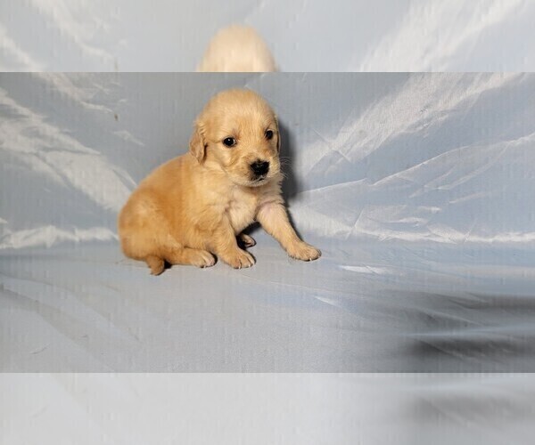 Medium Photo #4 Golden Retriever Puppy For Sale in FALCON, CO, USA