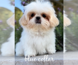 Medium Shih Tzu