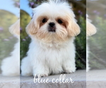 Puppy Cash Shih Tzu