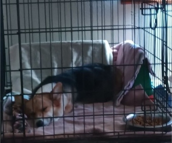 Medium Photo #1 Pembroke Welsh Corgi Puppy For Sale in OROVILLE, CA, USA