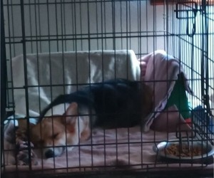 Mother of the Pembroke Welsh Corgi puppies born on 01/11/2026