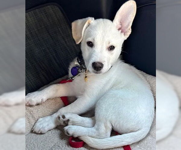Medium Photo #5 Labrador Retriever-Unknown Mix Puppy For Sale in Fremont, CA, USA
