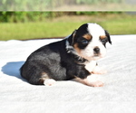 Small Auss-Tzu