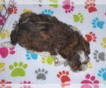 Small Photo #18 Shorkie Tzu Puppy For Sale in ORO VALLEY, AZ, USA