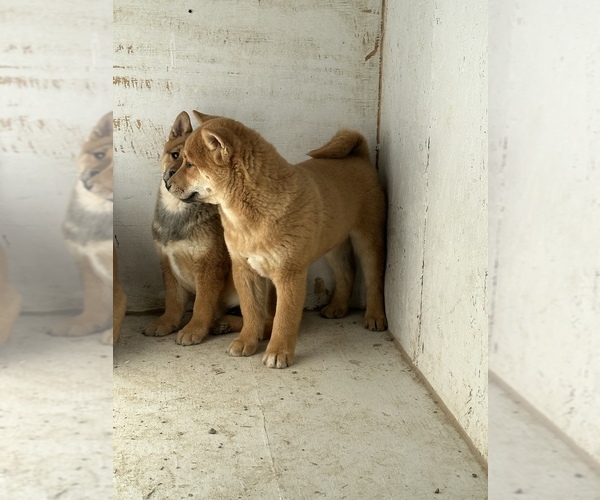 Full screen Photo #5 Shiba Inu Puppy For Sale in HARRISBURG, MO, USA