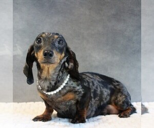 Mother of the Dachshund puppies born on 10/01/2026