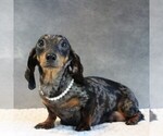 Small Photo #1 Dachshund Puppy For Sale in HONEY BROOK, PA, USA