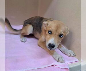 Labrador Retriever Dogs for adoption in Clarkesville, GA, USA