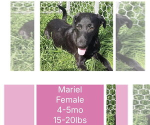 Mutt Dogs for adoption in Virginia Beach, VA, USA