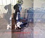 Small Photo #5 Great Dane Puppy For Sale in Orange Grove, TX, USA