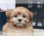 Small Photo #3 Shih-Poo Puppy For Sale in MARIETTA, GA, USA