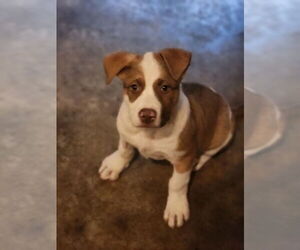 Mutt Dogs for adoption in Candler, NC, USA