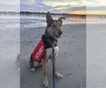 Small #7 German Shepherd Dog Mix